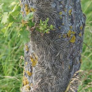 Eichenprozessionsspinnerraupe in Detailaufnahme