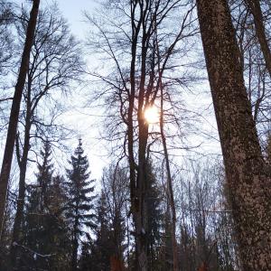 Ein Waldgrundstück