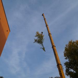 Baumpflege