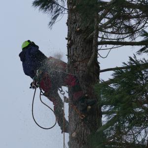 Thomas fäll Sequoia