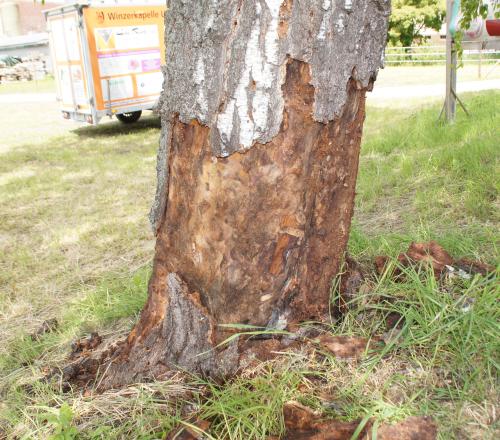 Rindenablösung an Birke nach Weidenbohrerbefall